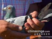 米兰体育注册-比利时选手表现优异，卓越夺金！的简单介绍