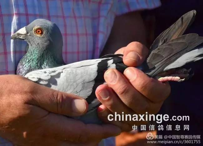 比利时选手表现优异，卓越夺金！的简单介绍